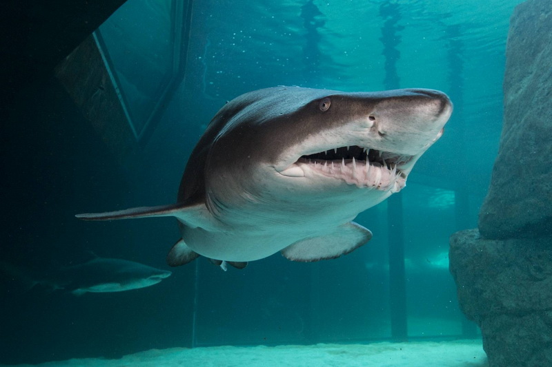 Aquarium Shark 800