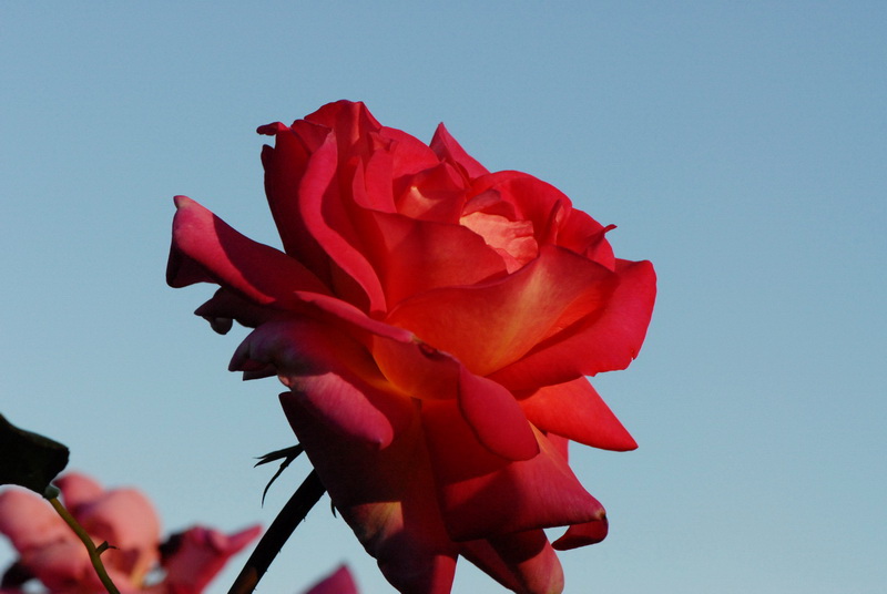 Rosegarden 800