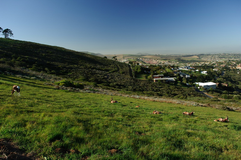 Tygerberg Nature Reserve 800